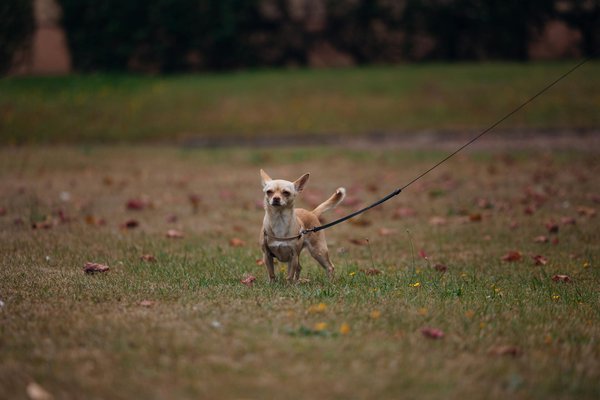 How is the UK government supporting the development of sports infrastructure?